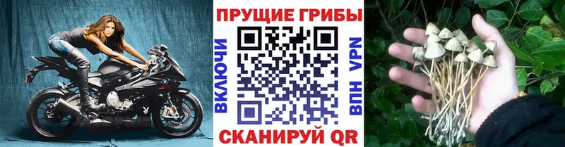 мориарти формула  Малгобек  Псилоцибиновые грибы Magic Shrooms 
